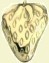 solid brass strawberry knob
