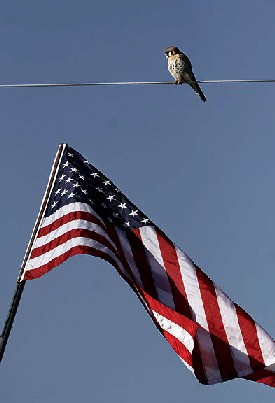 American Kestrel and United States Flag