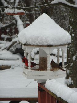 snow covered gazebo bird feeder